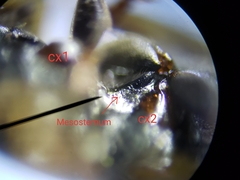 Enochrus ochraceus