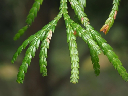 Fujian cypress (Fokienia hodginsii)