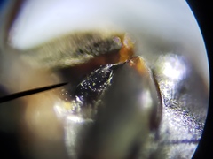 Enochrus ochraceus