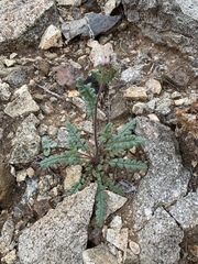Phacelia coerulea