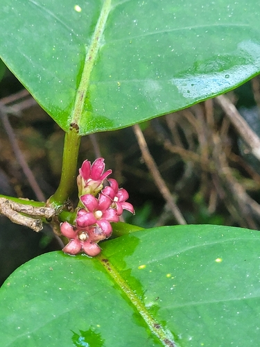Ruehssia macrophylla, 2026-04-04
