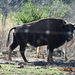 Bison × Cattle - Photo (c) wrofe, some rights reserved (CC BY-NC), uploaded by wrofe