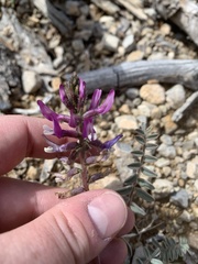 Astragalus minthorniae