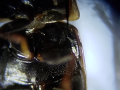 Enochrus ochraceus