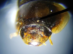 Enochrus ochraceus