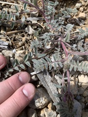 Astragalus minthorniae