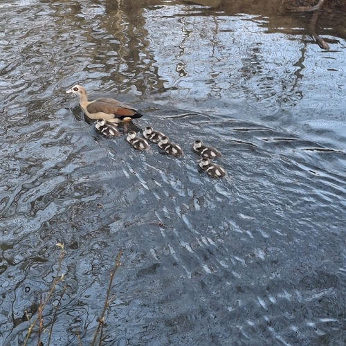 iNaturalist: (c) Mathilde, some rights reserved (CC BY-NC), uploaded by Mathilde iNaturalist image