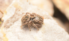 Habronattus texanus