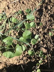 Dichondra donelliana