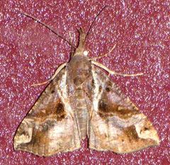 Hypena laceratalis