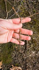 Viburnum acerifolium