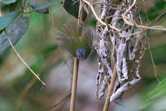 Myiothlypis conspicillata