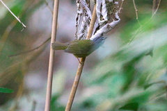 Myiothlypis conspicillata
