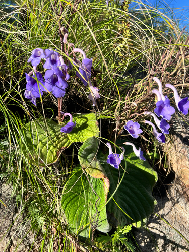 Streptocarpus eylesii eylesii