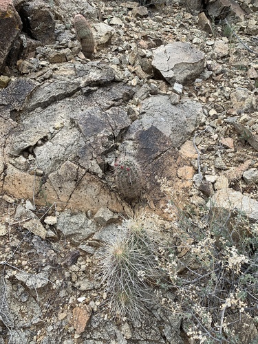 Echinocereus stramineus