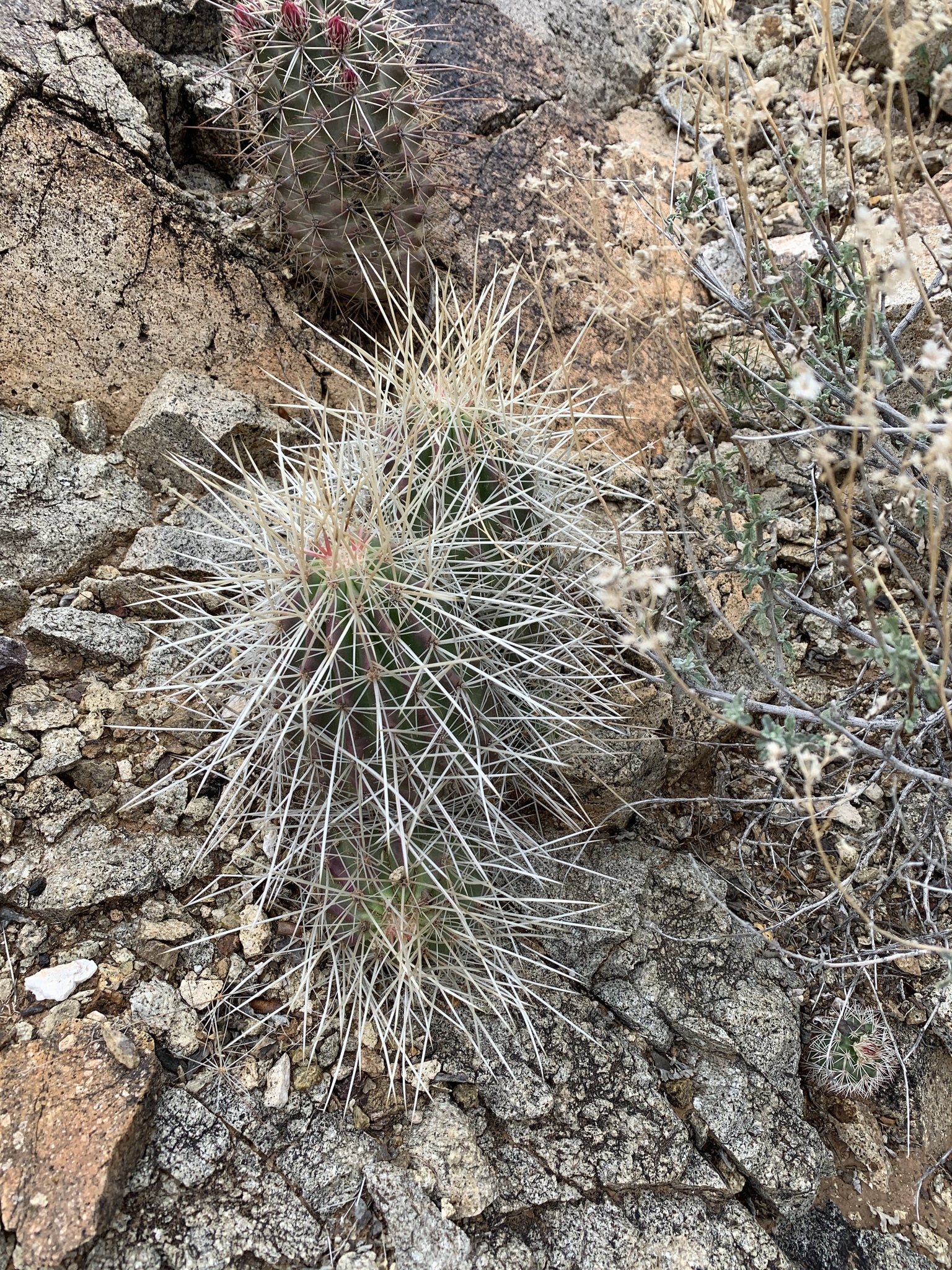 Echinocereus stramineus