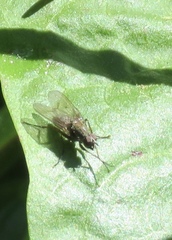 Coenosiinae