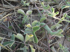 Passiflora pentaschista