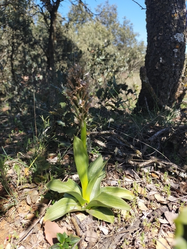 Conical Orchid (Neotinea conica)