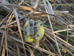 Passiflora pentaschista