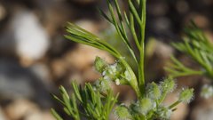 Spermolepis lateriflora