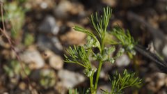 Spermolepis lateriflora