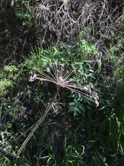 Angelica tomentosa