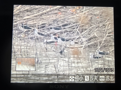 iNaturalist: (c) zcguoxia, some rights reserved (CC BY-NC), uploaded by zcguoxia iNaturalist image