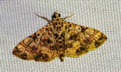 Glyphodes caesalis