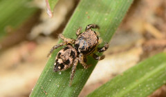 Habronattus coecatus