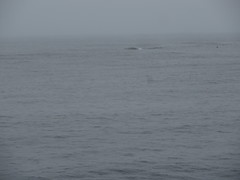 Balaenoptera musculus