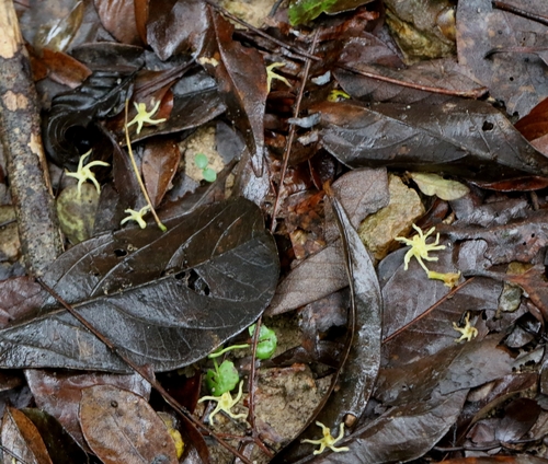 Anodendron affine