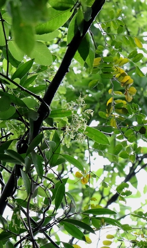 Anodendron affine, photograph 1