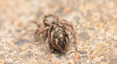 Habronattus texanus