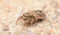 Habronattus texanus
