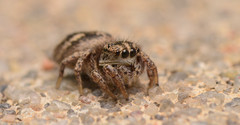 Habronattus texanus