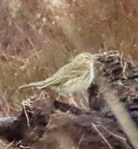 Meadow Pipit
