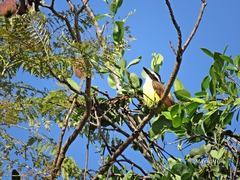 Pitangus sulphuratus