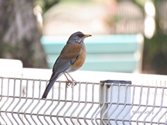 Turdus rufopalliatus