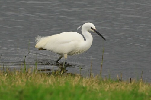 iNaturalist: (c) Andrew Thompson, some rights reserved (CC BY-NC), uploaded by Andrew Thompson iNaturalist image