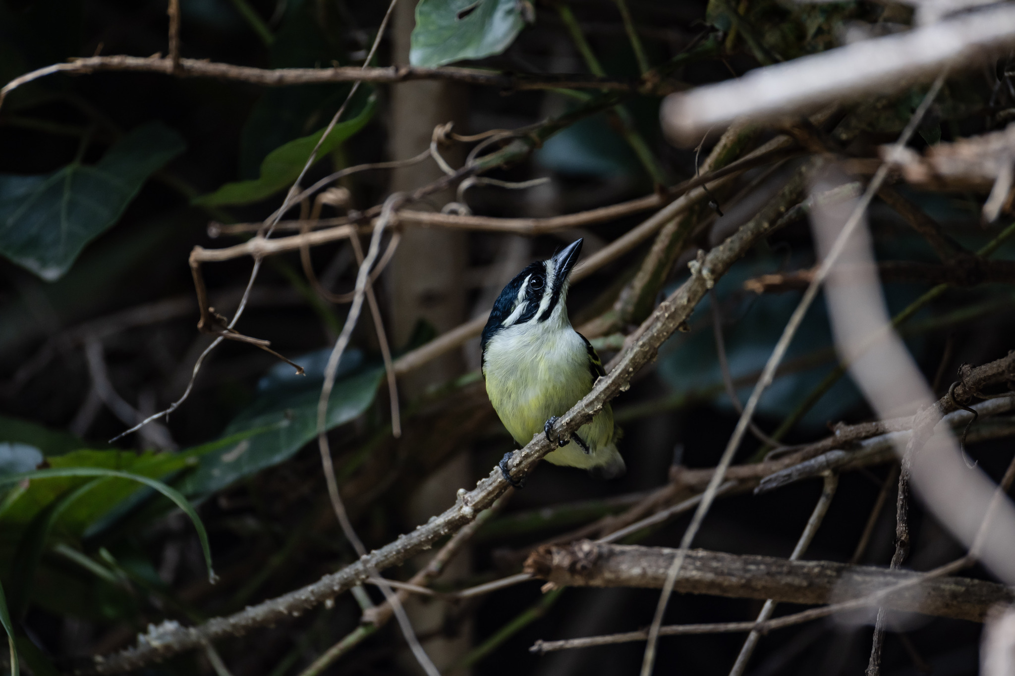 Yellow-rumped Tinkerbird (Pogoniulus bilineatus), photo 2