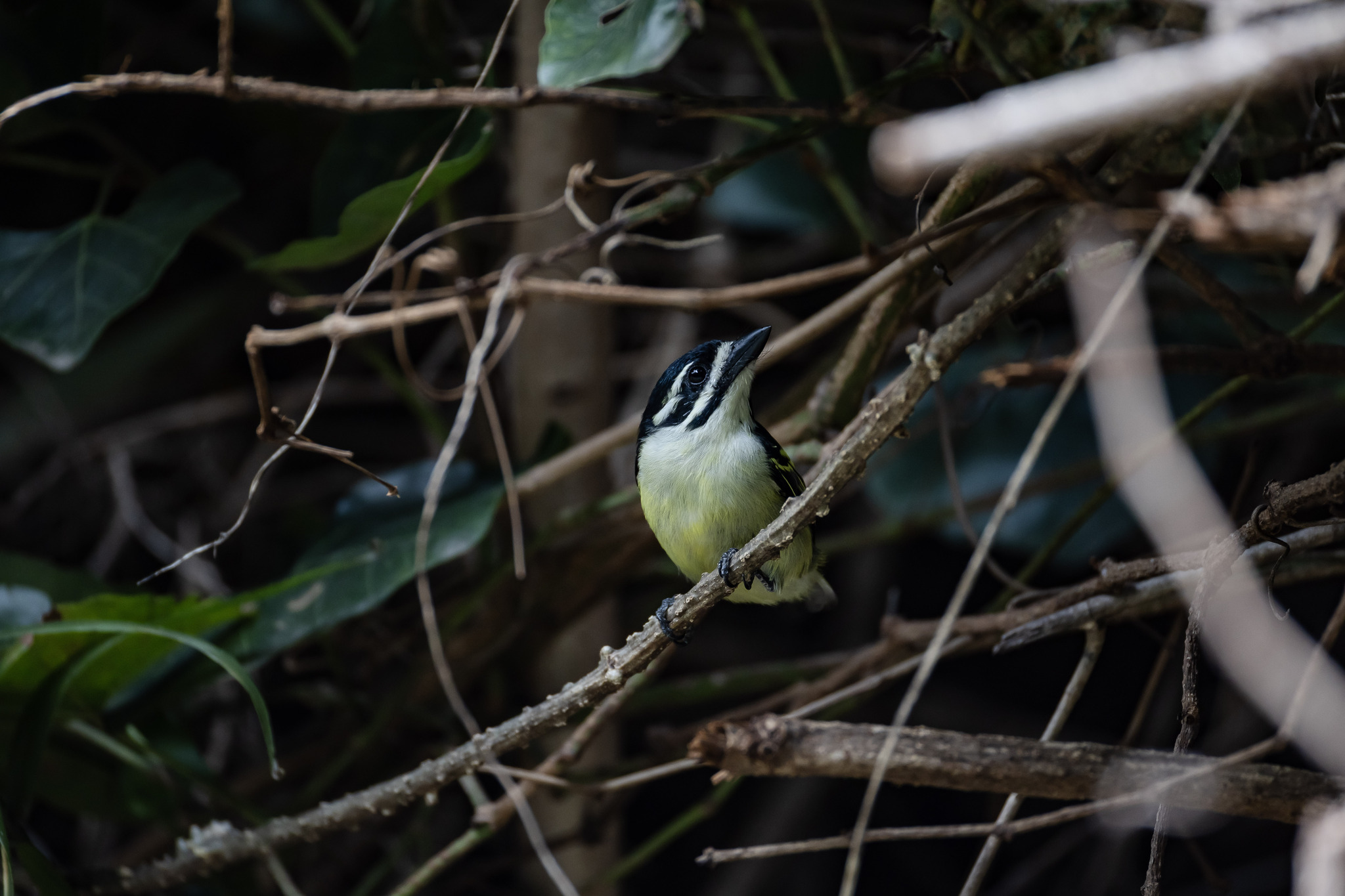 Yellow-rumped Tinkerbird (Pogoniulus bilineatus), photo 1