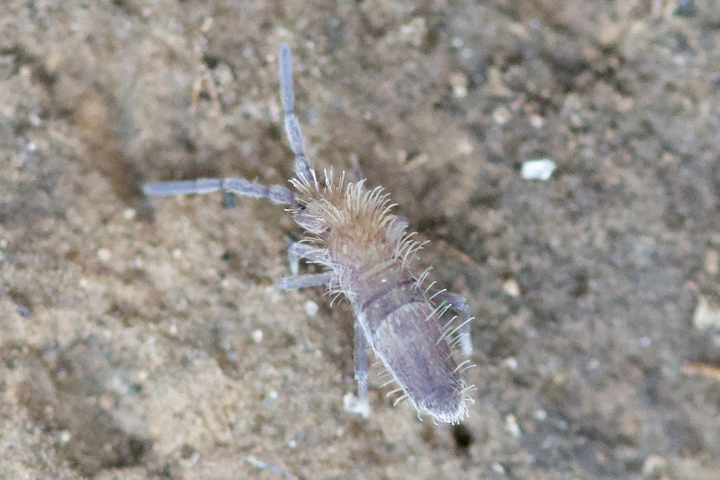 Springtail