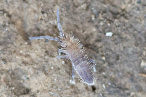 Olive Grey Springtail