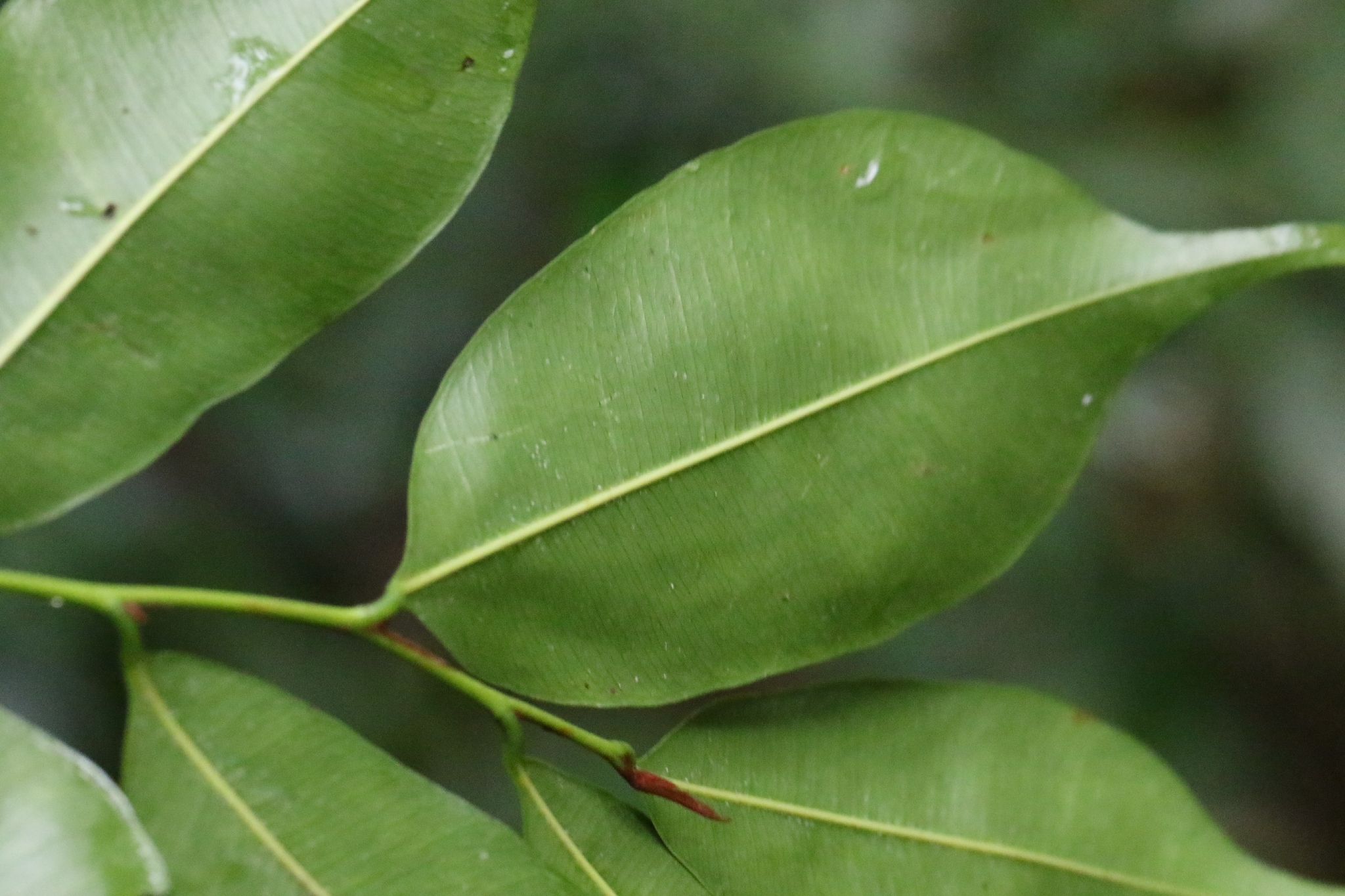 Star Apple (Donella lanceolata)