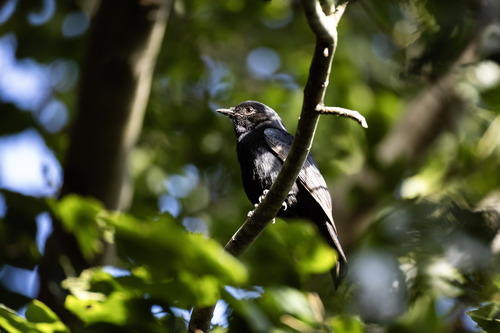 Square-tailed Drongo (Dicrurus ludwigii), photo 10