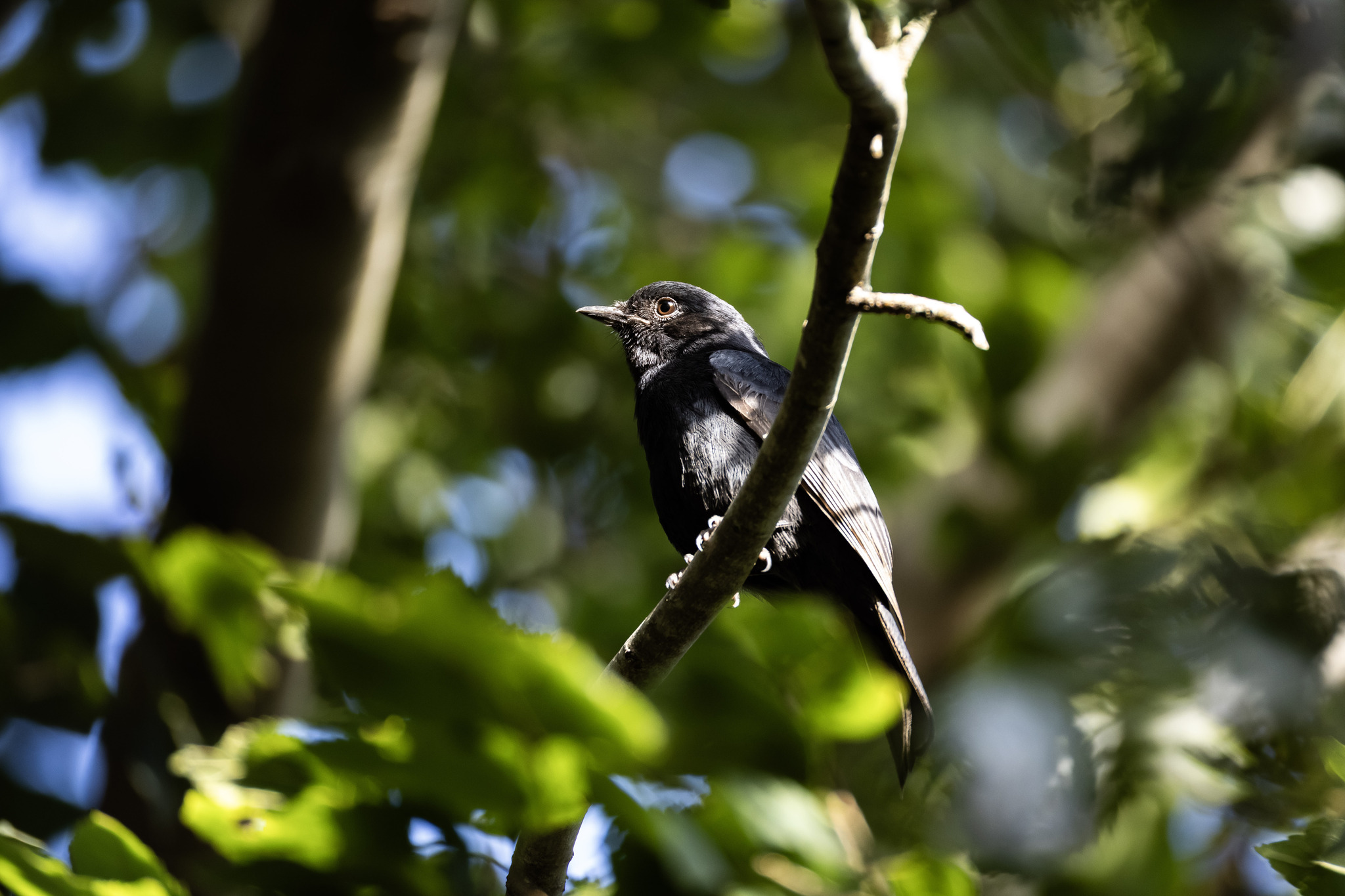 Square-tailed Drongo (Dicrurus ludwigii), photo 2