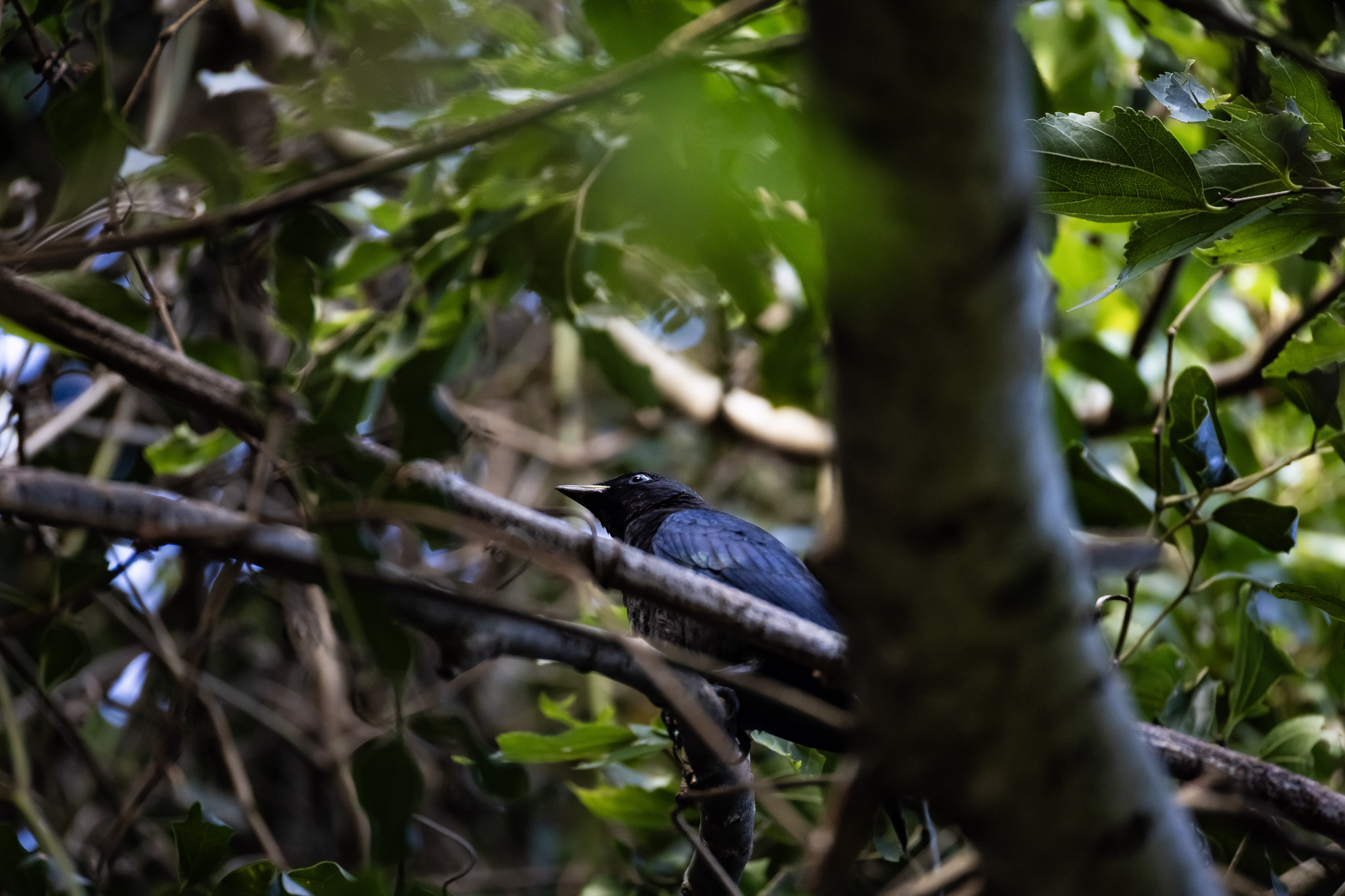 Black Cuckooshrike (Campephaga flava), photo 4