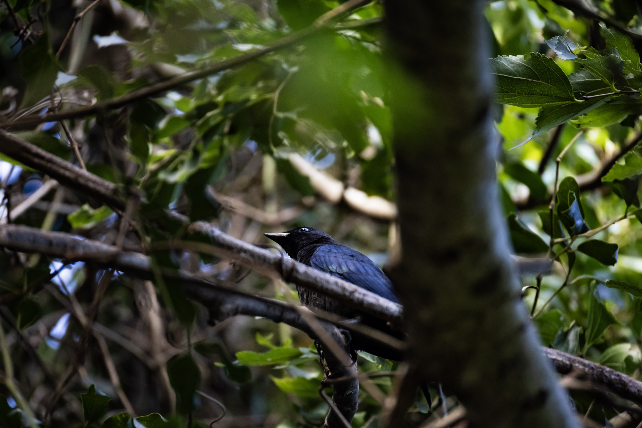 Black Cuckooshrike (Campephaga flava), photo 5