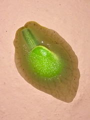 Gaeotis nigrolineata